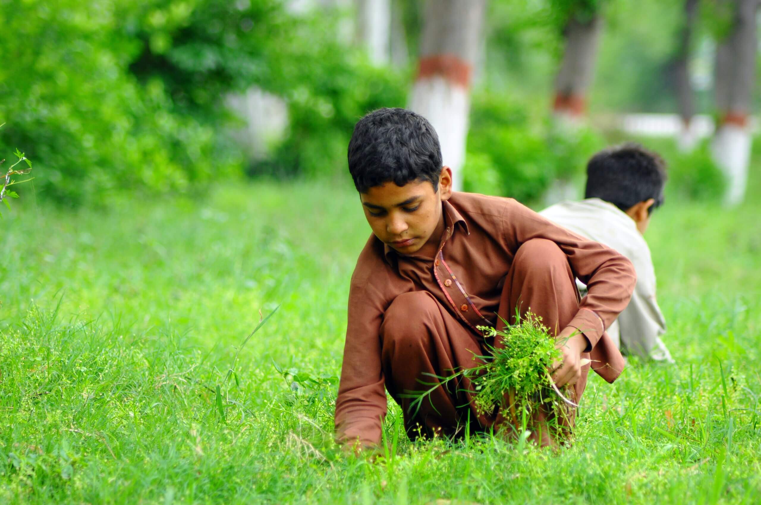 Young boy picking weeds from a park.