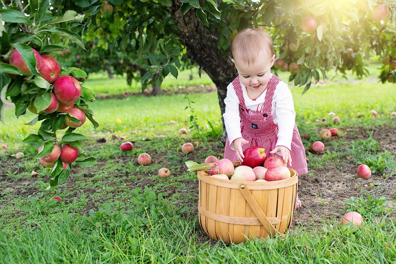 A toddler playing with apples in a wooden basket beneath an apple tree.